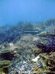 I love how the different corals all seem to fit together,... by Chloe Taylor 